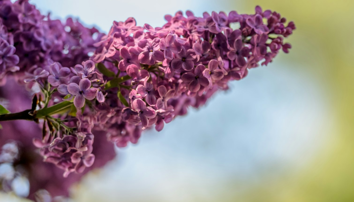实测教程”:旺旺麻将开挂神器下载”(透视)其实确实有挂