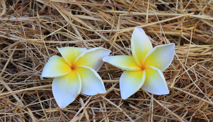 万能开挂辅助“微乐四川麻将外卦神器下载”2026开挂教程步骤