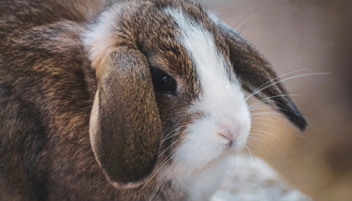 实测教程”四方河南麻将可以开挂吗”(透视)其实确实有挂
