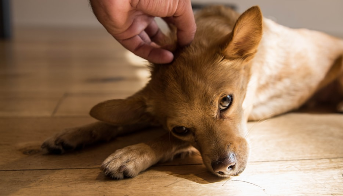 万能开挂辅助“哈狗游十三道开挂教程”(透视)其实确实有挂
